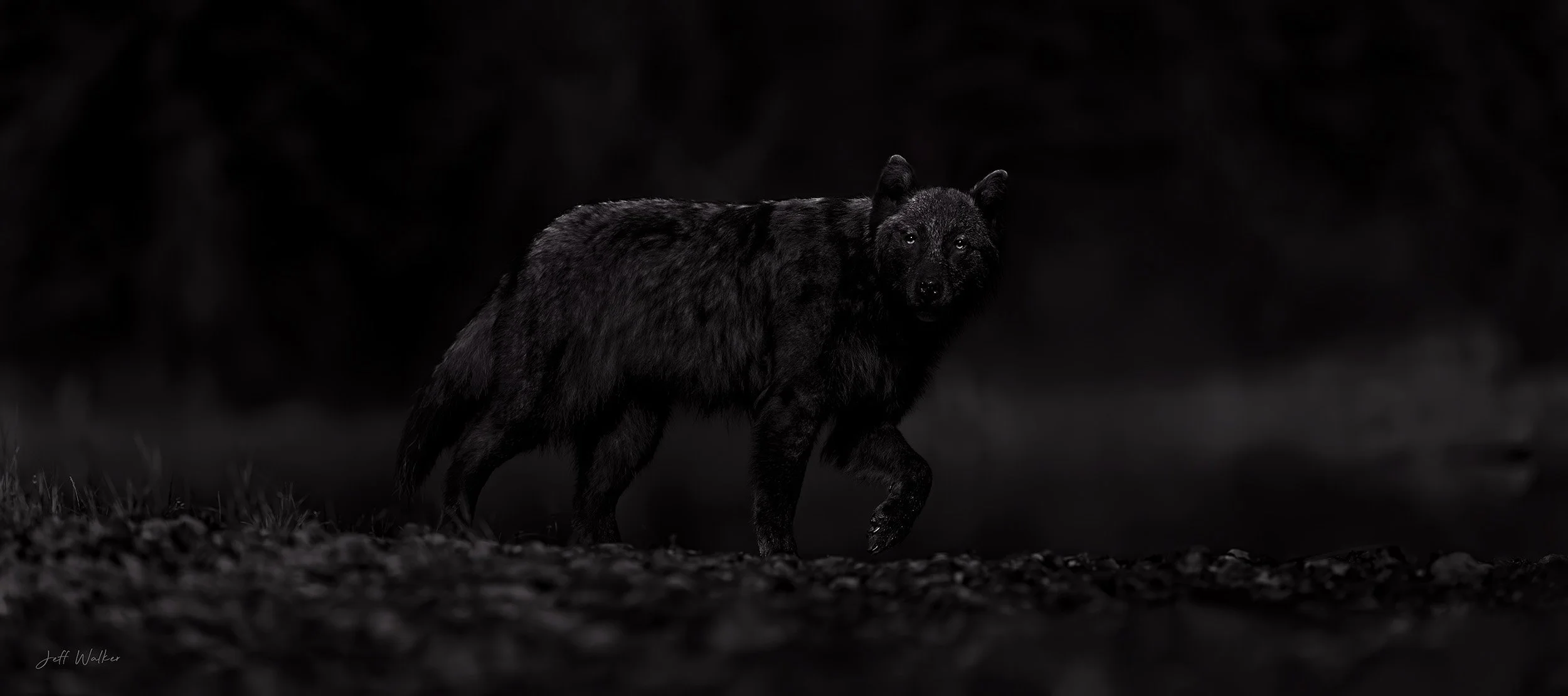 Wolfnacht　新品　ブラックメタル black l wolfnacht CDセット 【公式通販】